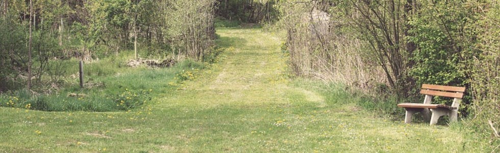 Bench in the forrest