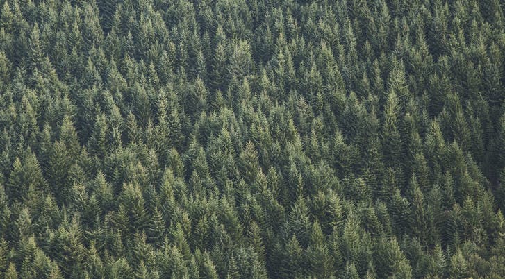Forrest aerial shot