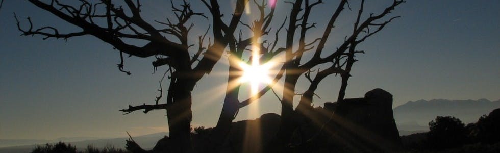 Sun through the trees
